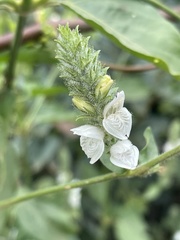 Isoglossa glandulosissima