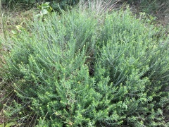 Helichrysum kraussii