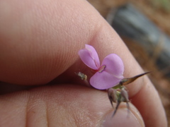 Desmodium arizonicum