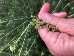 Helichrysum kraussii