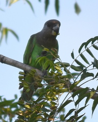 Poicephalus cryptoxanthus cryptoxanthus