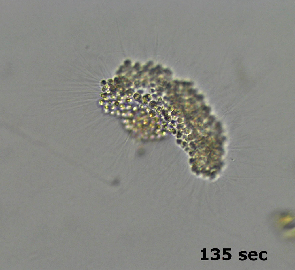Labyrinthulea