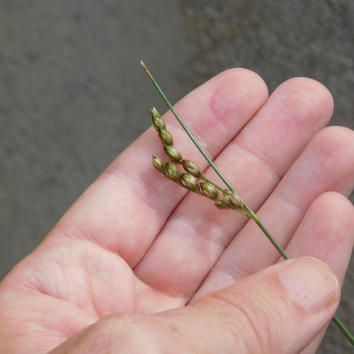 Image of Juncus imbricatus by (c) Stephen Thorpe, some rights reserved (CC BY)