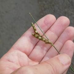 Juncus imbricatus