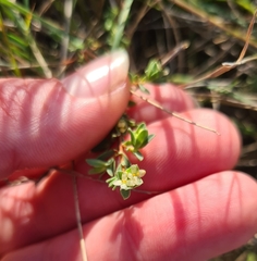 Pimelea spinescens