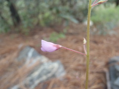 Desmodium arizonicum