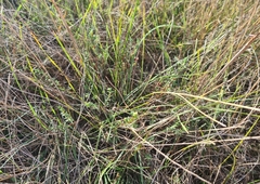 Pimelea spinescens
