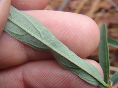 Desmodium arizonicum
