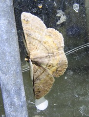 Petelia medardaria