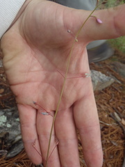 Desmodium arizonicum