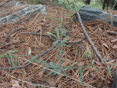 Desmodium arizonicum