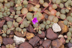 Portulaca digyna