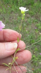 Mononeuria nuttallii