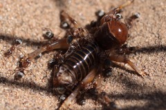 Formica francoeuri