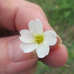 Mononeuria nuttallii