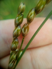Juncus imbricatus