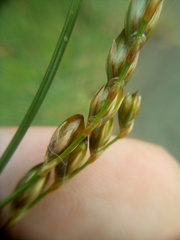 Juncus imbricatus