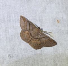 Petelia medardaria