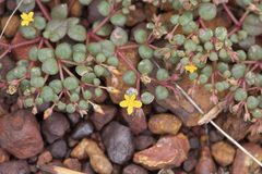 Portulaca bicolor