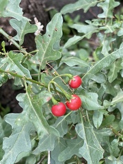 Solanum torreanum
