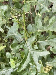 Solanum torreanum