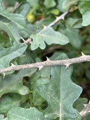 Solanum torreanum
