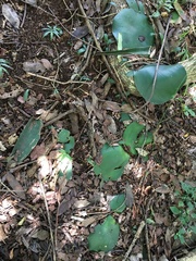 Haemanthus deformis