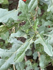 Solanum torreanum