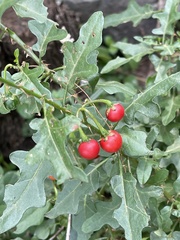Solanum torreanum