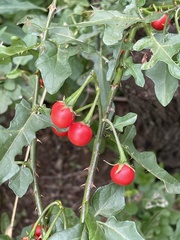 Solanum torreanum