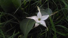 Jaborosa integrifolia