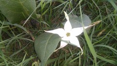 Jaborosa integrifolia