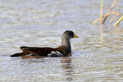 Paragallinula angulata