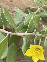 Talinum arnotii