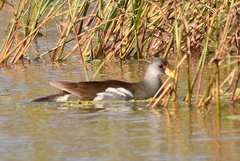 Paragallinula angulata