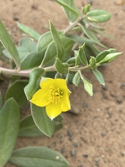 Talinum arnotii
