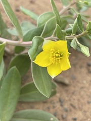 Talinum arnotii