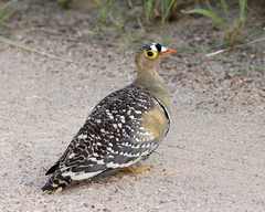 Pterocles bicinctus multicolor