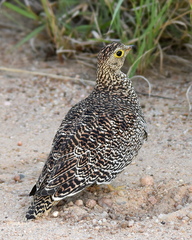 Pterocles bicinctus multicolor