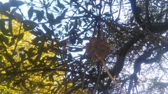 Ravenelia platensis