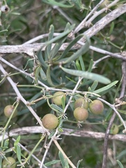Asparagus natalensis