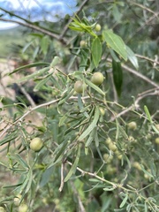 Asparagus natalensis