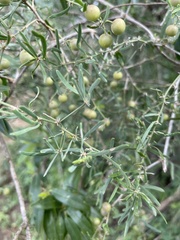 Asparagus natalensis