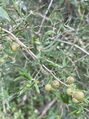 Asparagus natalensis