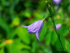 Campanula petiolata