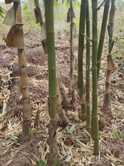 Dendrocalamus