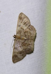 Petelia medardaria