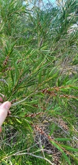 Melaleuca subulata