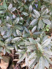 Ficus ingens