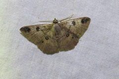 Petelia medardaria